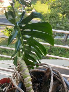(Category: ) located in . Submitted by yellow.blue.leafing (Listing ID 1376919661, Image 1). Description: .