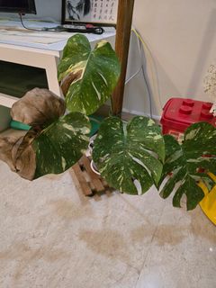(Category: ) located in . Submitted by ansonleung (Listing ID 1376936272, Image 1). Description: .
