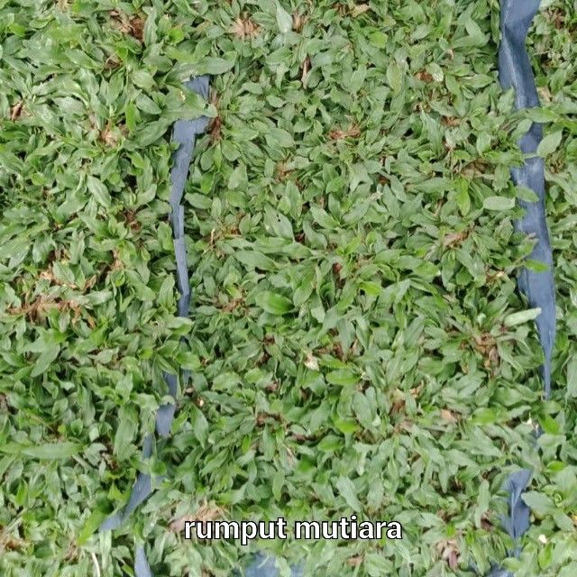 Tanam rumput jimat cowgrass philipine jepun mutiara, Furniture & Home ...