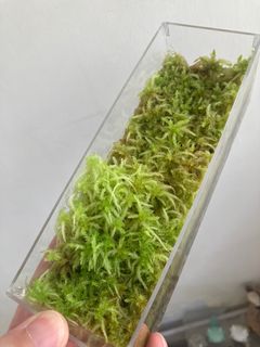 （分類：）位於 。 由 park44 提交（商品編號 1369199748，圖片 1）。簡介： 。
