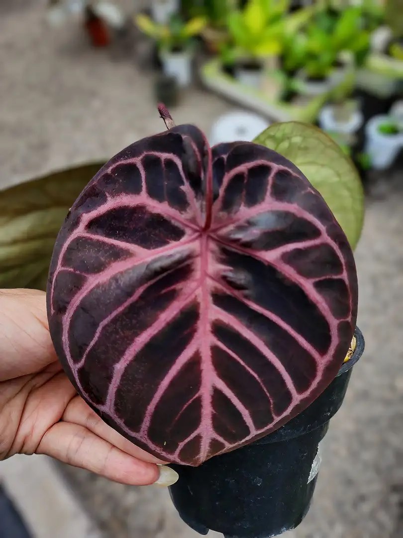 Anthurium Purple Mystique, Furniture & Home Living, Gardening, Plants &  Seeds on Carousell