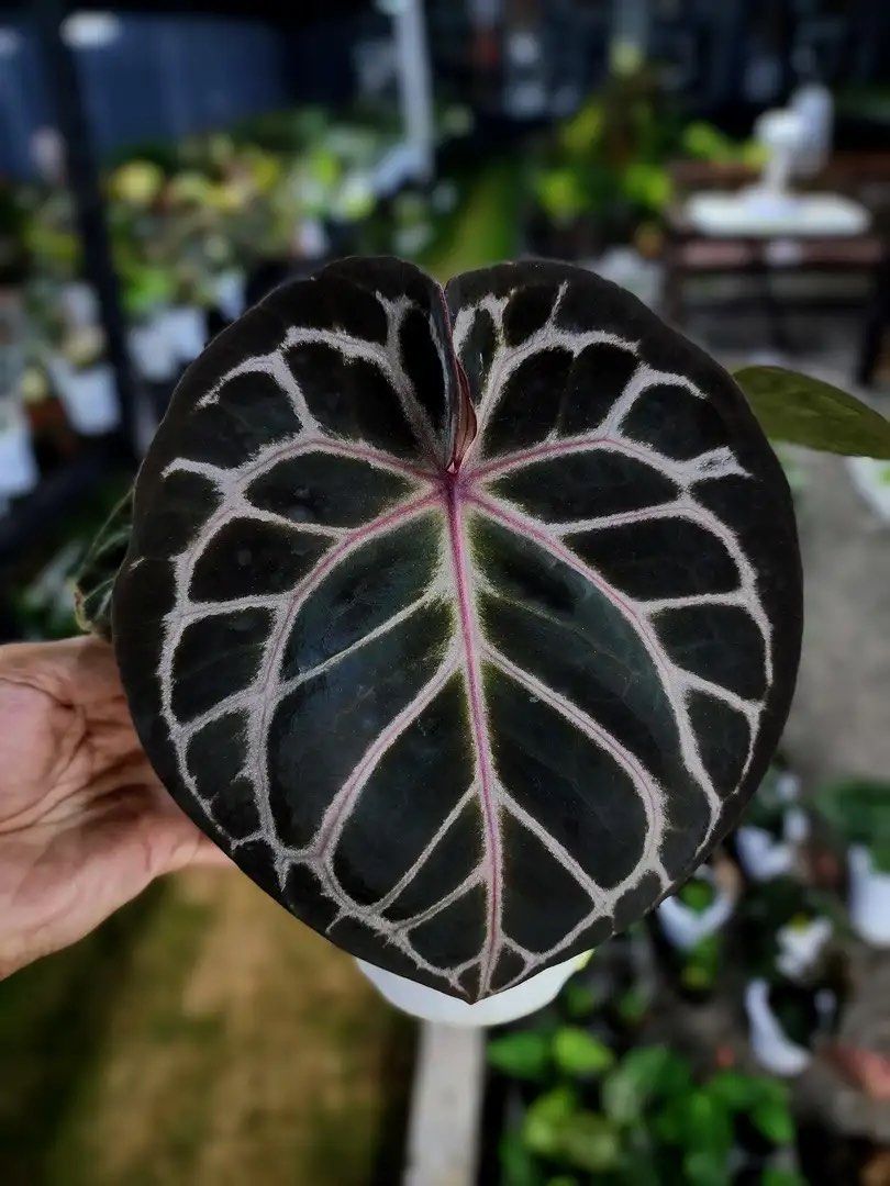 birkenfeige ficus alii Birkenfeige Ficus Exotica in gärtnerischer Qualität kaufen