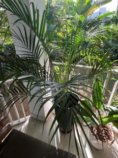 (Category: ) located in . Submitted by celesteo (Listing ID 1377101275, Image 1). Description: .