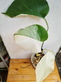 (Category: ) located in . Submitted by utaniaplants (Listing ID 1377046216, Image 1). Description: .