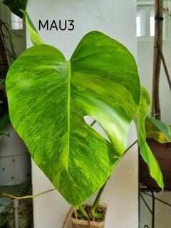 (Category: ) located in . Submitted by utaniaplants (Listing ID 1377045937, Image 1). Description: .