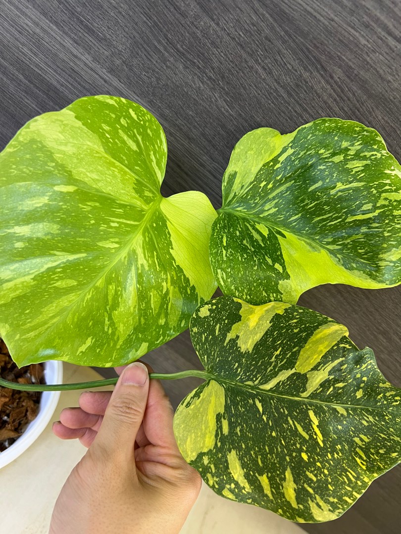 monstera deliciosa electrolyte king (not albo aurea mint yellow