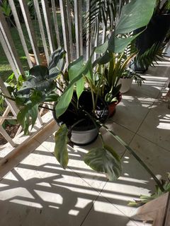 (Category: ) located in . Submitted by celesteo (Listing ID 1377102245, Image 1). Description: .