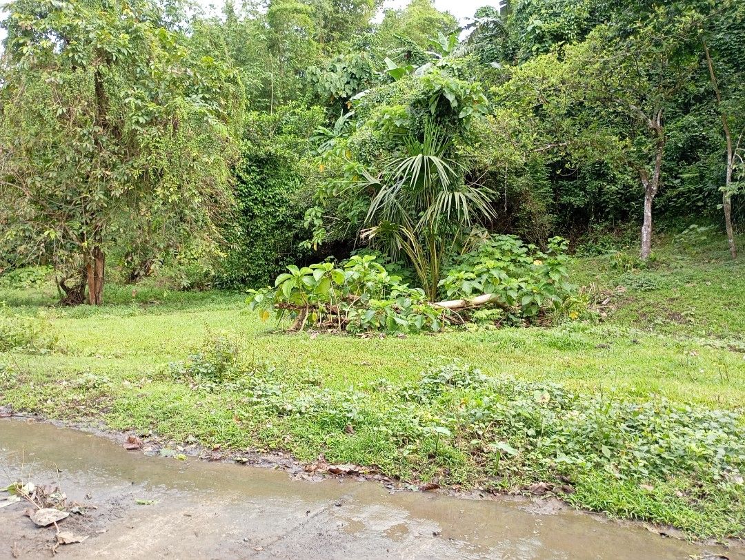 Tanawan majayjay for sale (Category: Lot) located in Santa Cruz. Submitted by olxph_82510727 (Listing ID 1377032179, Image 2). Description: 2 lots 2991 titled and 4453 tax Dec same owner. near at pangisayan creek..