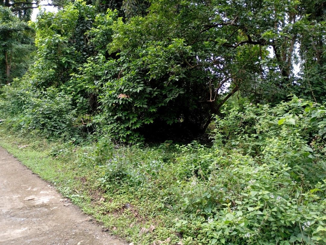 Tanawan majayjay for sale (Category: Lot) located in Santa Cruz. Submitted by olxph_82510727 (Listing ID 1377032179, Image 3). Description: 2 lots 2991 titled and 4453 tax Dec same owner. near at pangisayan creek..
