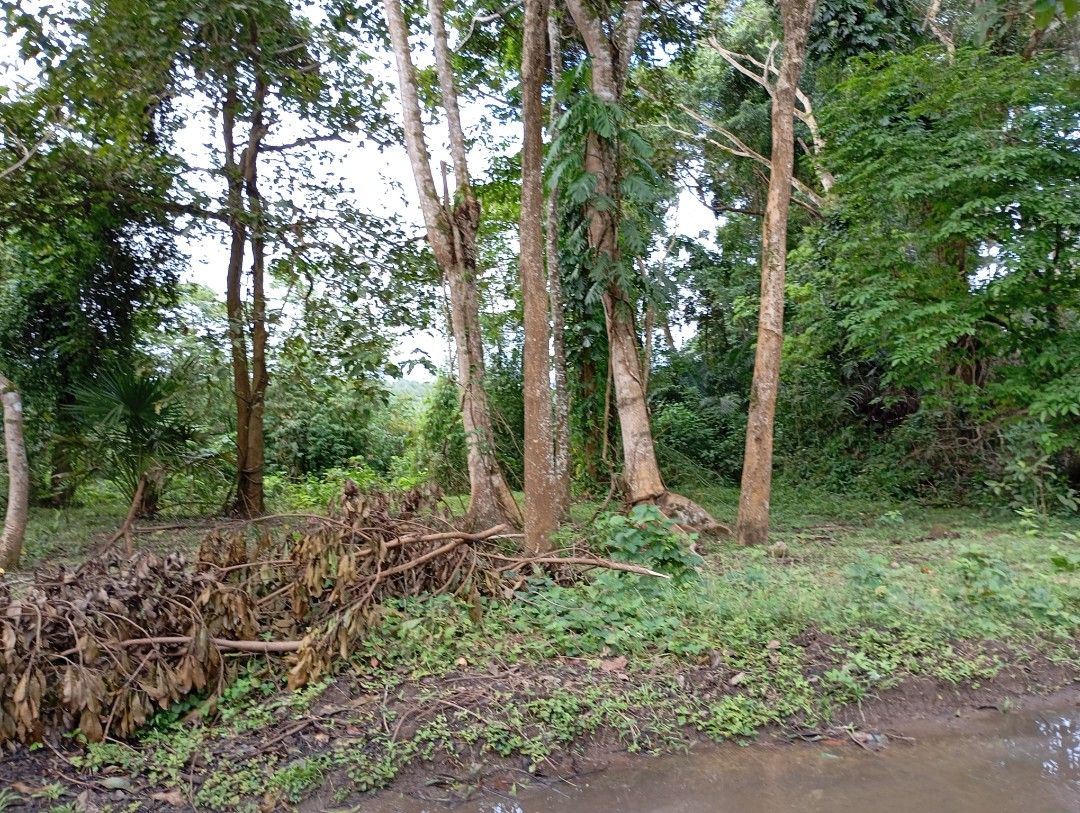 Tanawan majayjay for sale (Category: Lot) located in Santa Cruz. Submitted by olxph_82510727 (Listing ID 1377032179, Image 1). Description: 2 lots 2991 titled and 4453 tax Dec same owner. near at pangisayan creek..