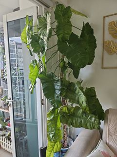 (Category: ) located in . Submitted by allmustclear (Listing ID 1377111548, Image 1). Description: .