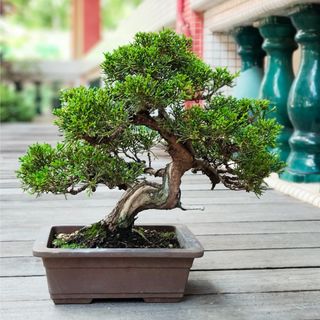 (Category: ) located in . Submitted by bonsai_inc (Listing ID 1377200197, Image 1). Description: .