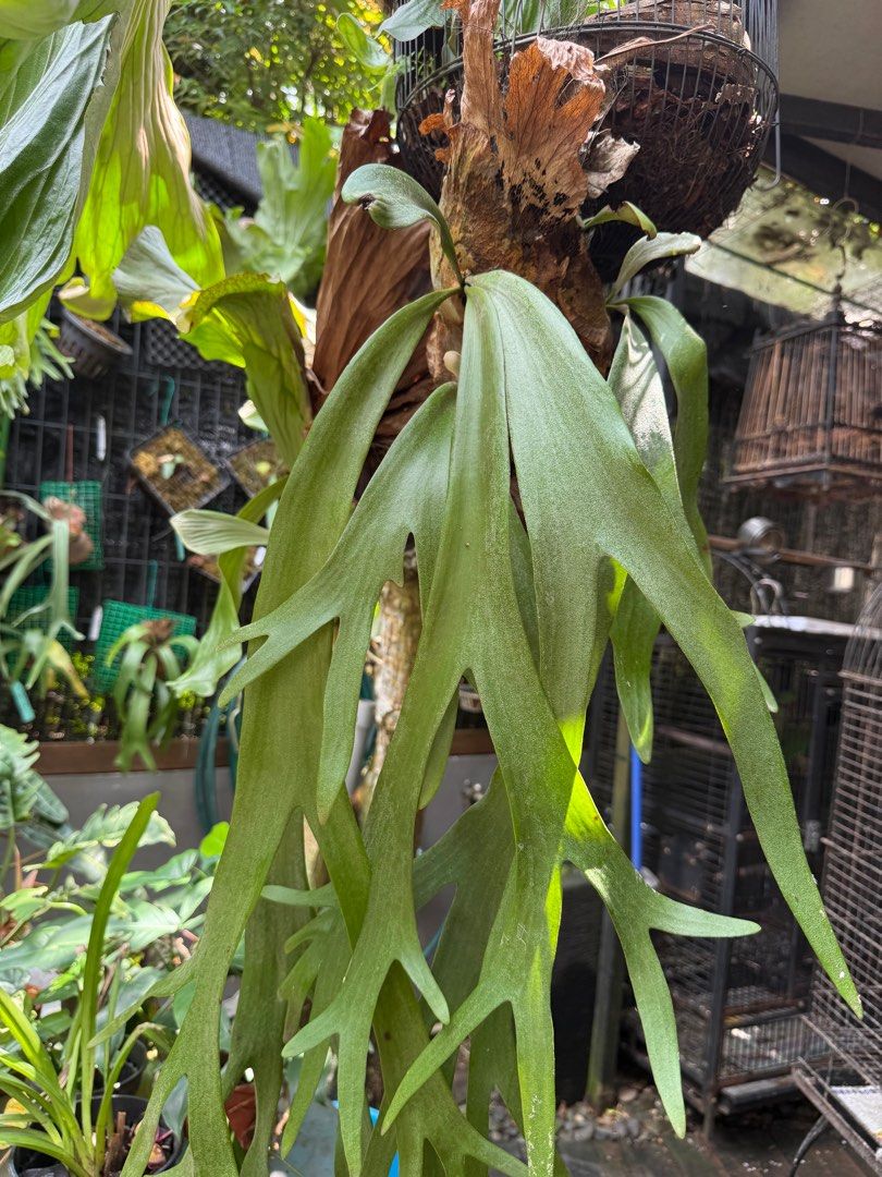 Platycerium Java willinchi (Category: Plants & Seeds) located in Singapore. Submitted by mahimahi (Listing ID 1377317540, Image 1). Description: Nice and healthy staghorn , growing well as it has with me for a while, there 3 heads , 3 plants in one..