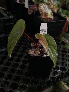 (Category: ) located in . Submitted by rootsingarden (Listing ID 1377472799, Image 1). Description: .