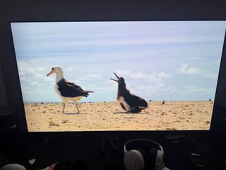 (Category: ) located in . Submitted by collaredrex (Listing ID 1377423753, Image 1). Description: .