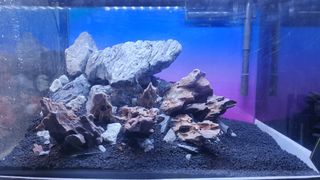 (Category: ) located in . Submitted by eddyaquarium (Listing ID 1377483628, Image 1). Description: .