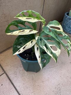 （分類：）位於 。 由 chichhi829 提交（商品編號 1377631644，圖片 1）。簡介： 。