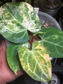 (Category: ) located in . Submitted by plant.daddy (Listing ID 1373880764, Image 1). Description: .