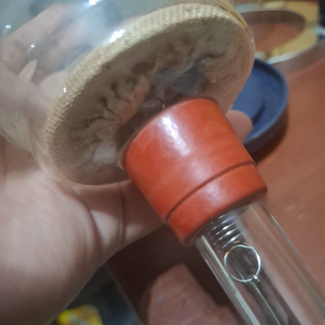 Kono Coffee Syphon (Category: Coffee & Tea Tableware) located in Manila. Submitted by jjprelovedcollections2 (Listing ID 1377727565, Image 2). Description: missing burner. maduming box. Manila Area lang po sana. ayoko magship ng babasagin✌️.