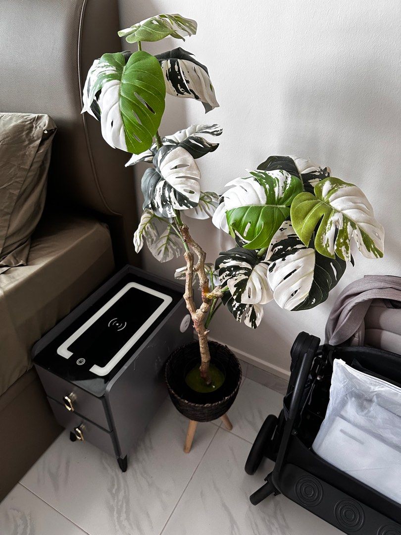 Plant?