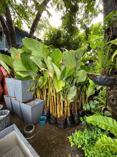 (Category: ) located in . Submitted by plants_sale (Listing ID 1377647289, Image 1). Description: .