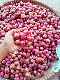 (Kategori: ) berada di . Dikirim oleh superbawangindonesia (ID iklan 1377749910, Gambar 1). Deskripsi: .