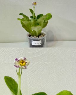 （分類：）位於 。 由 cc_agave 提交（商品編號 1372722573，圖片 1）。簡介： 。