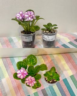 （分類：）位於 。 由 cc_agave 提交（商品編號 1372722869，圖片 1）。簡介： 。