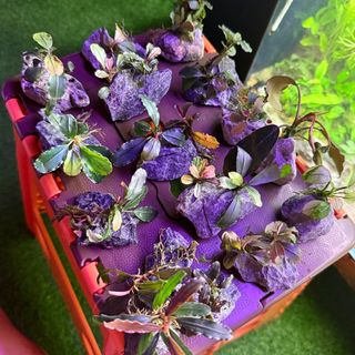 (Category: ) located in . Submitted by piscesman_aquarium_services (Listing ID 1372722991, Image 1). Description: .