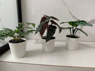 (Category: ) located in . Submitted by aa_sunshine (Listing ID 1372750292, Image 1). Description: .