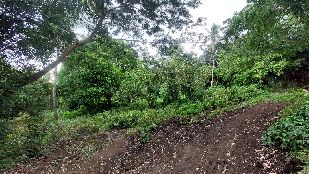 Farm Lot For Sale (Category: Lot) located in Caloocan City. Submitted by ronnelpen97729 (Listing ID 1307359230, Image 3). Description: Farm Lot 1.6 hectares with title Meron mga tanim na niyog at mangga Pwede magbabuyan Price : 800/sqm Location : https://maps.app.goo.gl/1smg3Ec9M6NPgXNT9?g_st=ac.