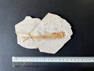 (Category: ) located in . Submitted by fossilsWY (Listing ID 1372678052, Image 1). Description: .