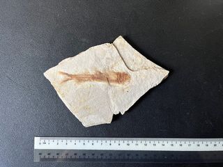 (Category: ) located in . Submitted by fossilsWY (Listing ID 1372678609, Image 1). Description: .