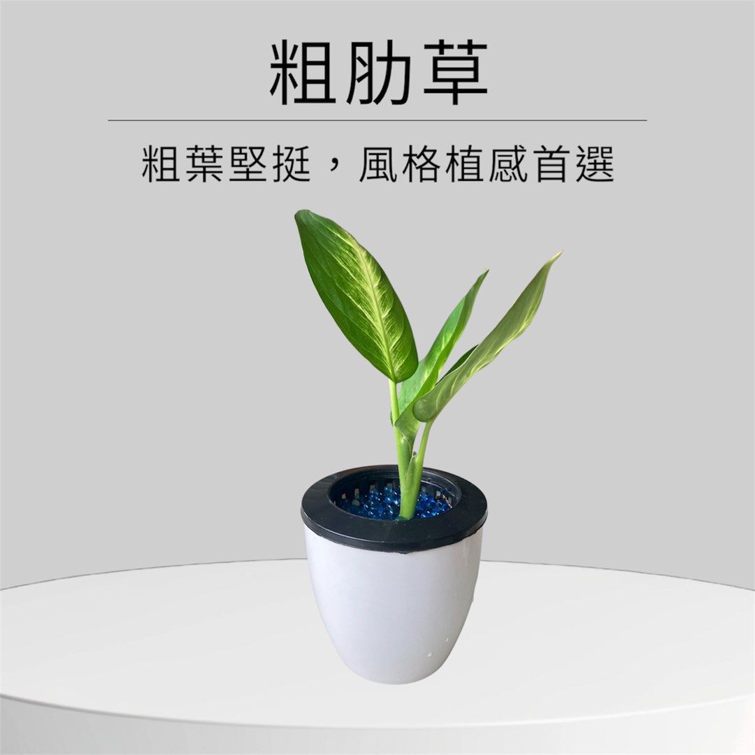 由 a09258091360239 (刊登 ID 1377800575，圖片 1) 提交，位於 台北市 (Taipei) 的 水培粗肋草 (類別：人工植物盆栽)，說明：。