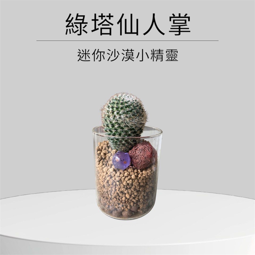 由 a09258091360239 (刊登 ID 1377800687，圖片 1) 提交，位於 台北市 (Taipei) 的 仙人掌 (類別：人工植物盆栽)，說明：。