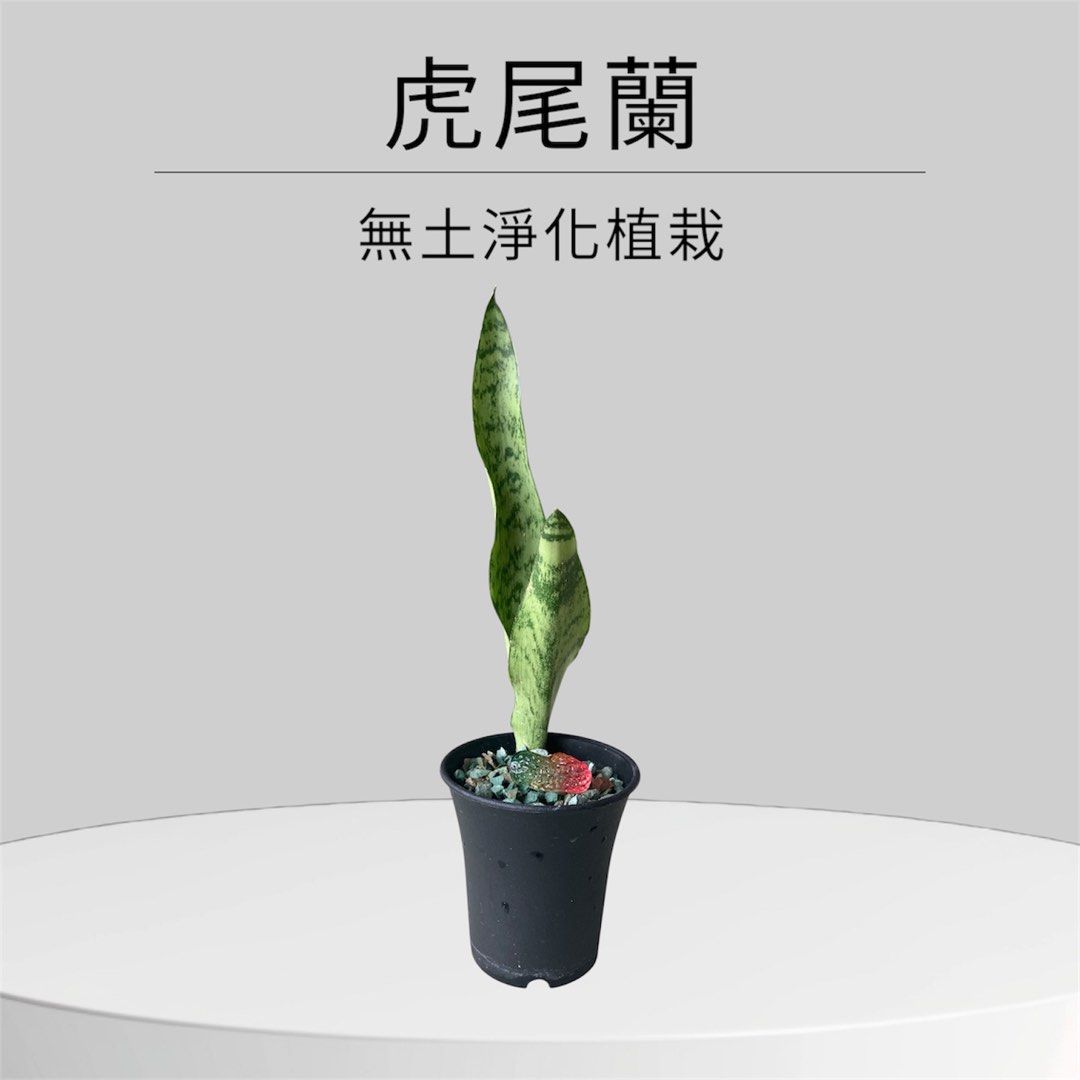 由 a09258091360239 (刊登 ID 1377800878，圖片 2) 提交，位於 台北市 (Taipei) 的 植栽 (類別：人工植物盆栽)，說明：。