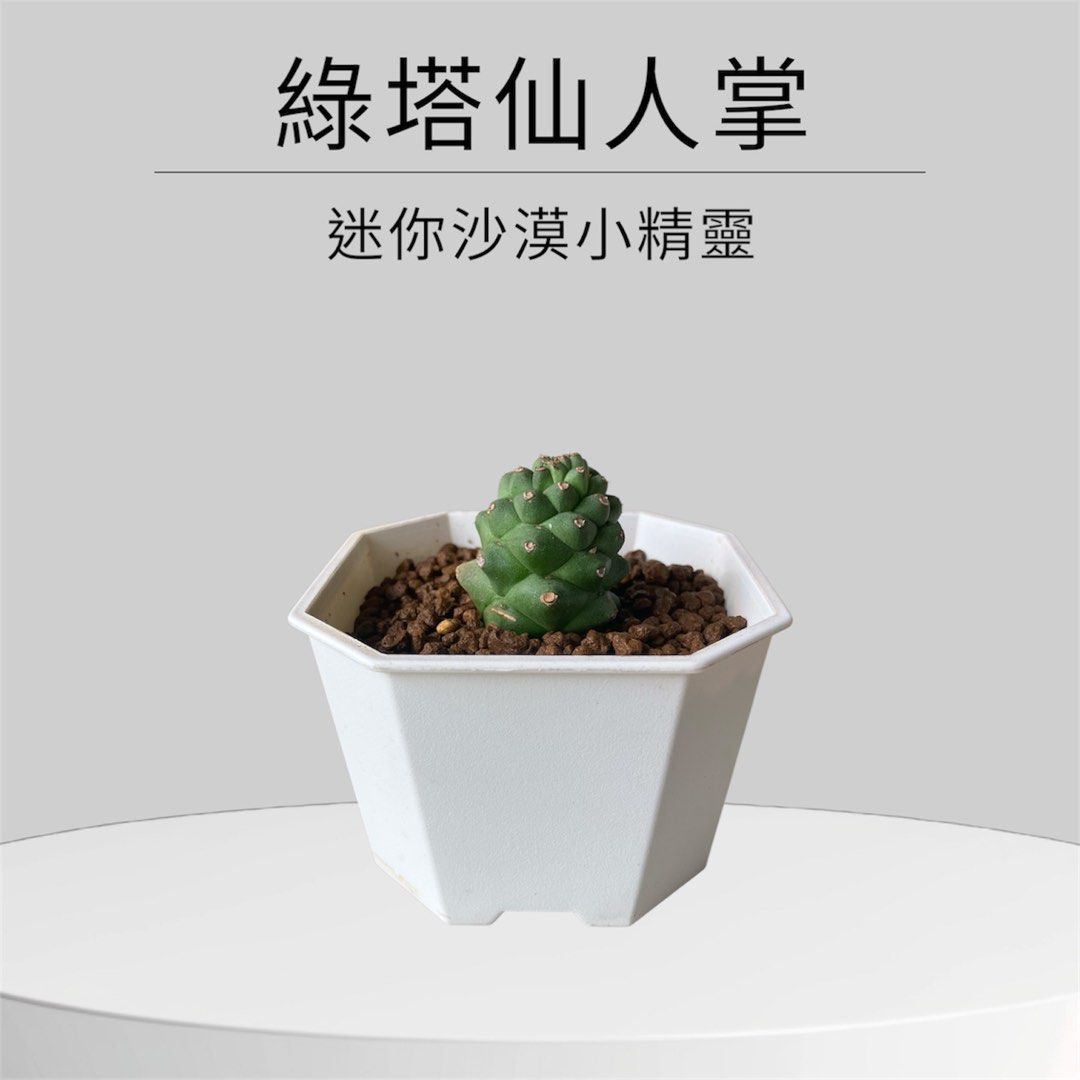 由 a09258091360239 (刊登 ID 1377800878，圖片 1) 提交，位於 台北市 (Taipei) 的 植栽 (類別：人工植物盆栽)，說明：。