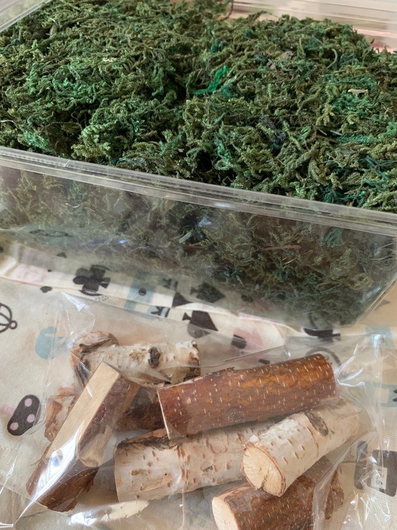 由 jsdgxm (刊登 ID 1377755040，圖片 1) 提交，位於 高雄市 (Kaohsiung) 的 綠色 苔草 水草 (類別：園藝工具和裝飾品)，說明：裝飾苔草、水草，染色苔草，泡水會有綠色染料顏色，用途看個人 苔草一盒+少量樺木枝。
