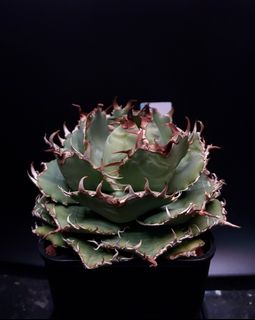 （分類：）位於 。 由 oh.garden 提交（商品編號 1377809199，圖片 1）。簡介： 。