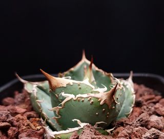 （分類：）位於 。 由 oh.garden 提交（商品編號 1377815614，圖片 1）。簡介： 。