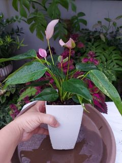 （分類：）位於 。 由 leekingyin7 提交（商品編號 1377790471，圖片 1）。簡介： 。