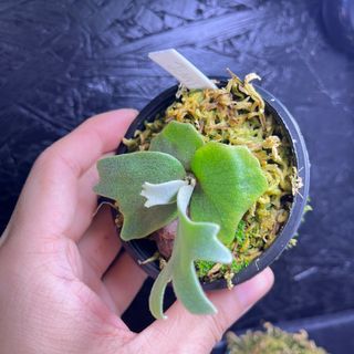 （分類：）位於 。 由 cold_yellow 提交（商品編號 1377830771，圖片 1）。簡介： 。