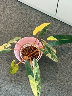 （分類：）位於 。 由 carpetmania 提交（商品編號 1377767747，圖片 1）。簡介： 。