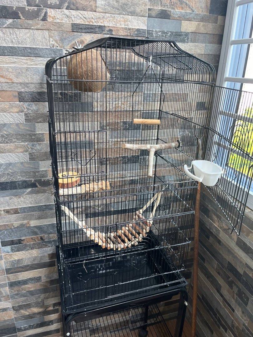 Bird cage with tray/ rack at the bottom (Free brand new pellets and scoop) (Category: Homes & Other Pet Accessories) located in Singapore. Submitted by shina_h (Listing ID 1377846506, Image 1). Description: Used for awhile as I had a love bird but unfortunately it flew away. Selling the bird cage which has a rack at the bottom. Giving away free newly purchased pellets and scoop also. Meet up at Hougang Ave 10 Blk 407.