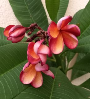 (Category: ) located in . Submitted by plants888 (Listing ID 1377843316, Image 1). Description: .