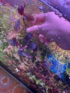 (Category: ) located in . Submitted by aquaticplants (Listing ID 1377893697, Image 1). Description: .