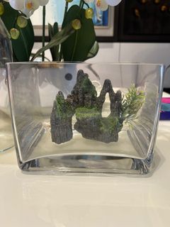(Category: ) located in . Submitted by rainbowshow101 (Listing ID 1377769177, Image 1). Description: .