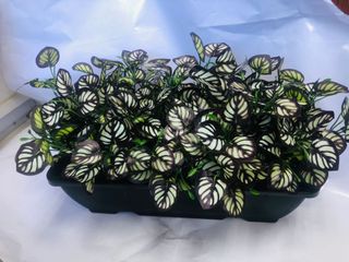 (Category: ) located in . Submitted by altonflowerscomm (Listing ID 1377935424, Image 1). Description: .