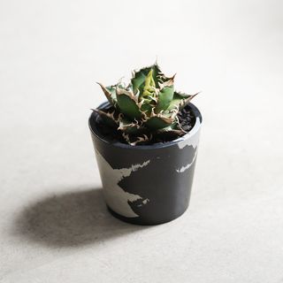 （分類：）位於 。 由 scokom 提交（商品編號 1372913835，圖片 1）。簡介： 。