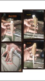 (Category: ) located in . Submitted by c.harith (Listing ID 1372934021, Image 1). Description: .